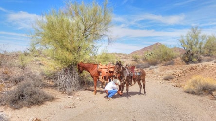 Checking horse after horseback ride