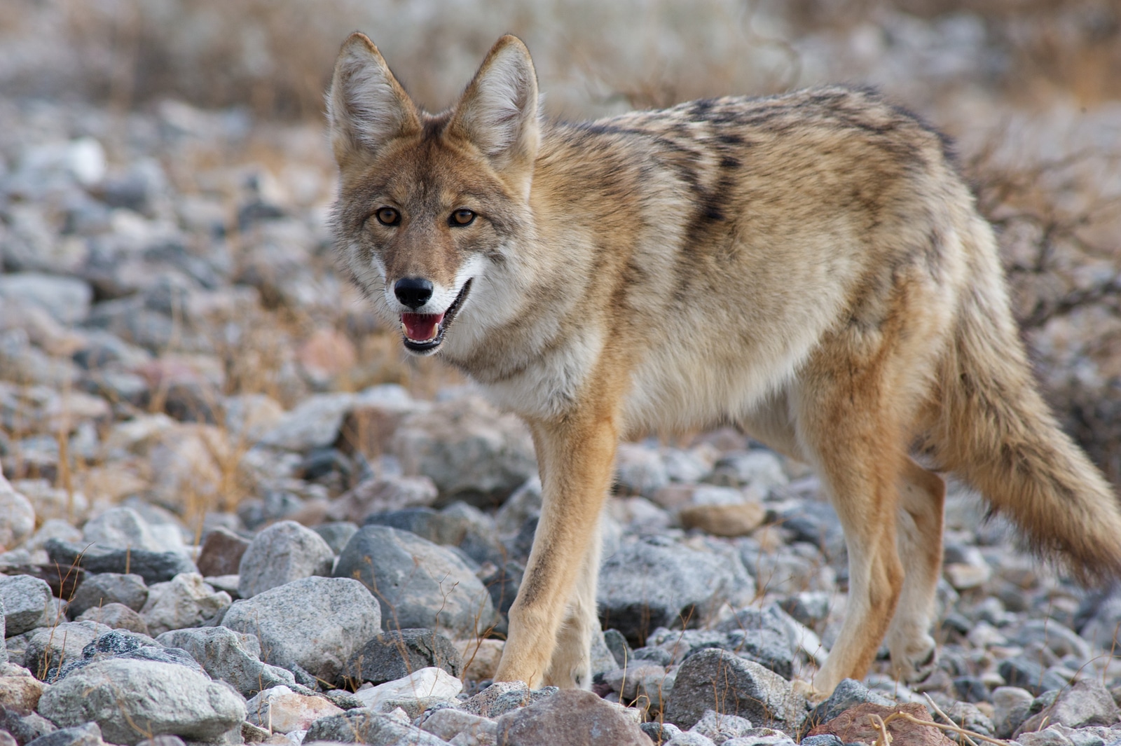 Coyote Behavior - What it is like to have coyotes near our ranch